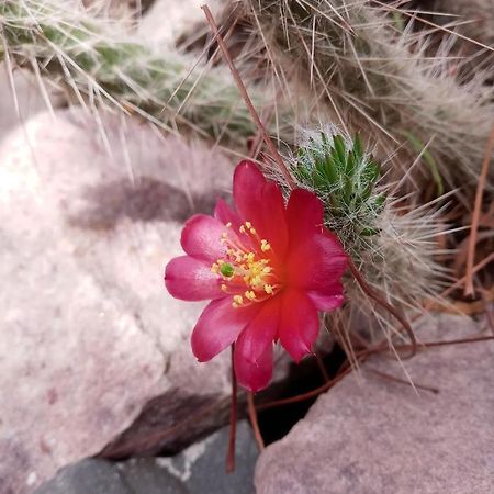 Cabana Flor De Cardon-Juella. Zewnętrze zdjęcie