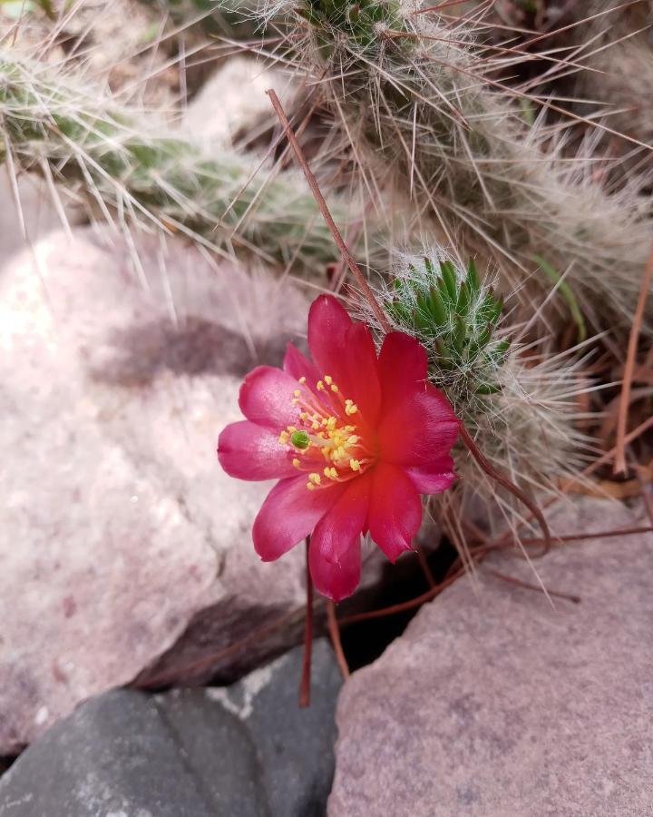 Cabana Flor De Cardon-Juella. Zewnętrze zdjęcie